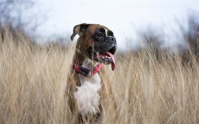Boxer Dog, lawn, puppy, cute animals, pets, dogs, Boxer