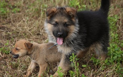 little German shepherd, fluffy puppy, cute dogs, puppies, friends, dogs