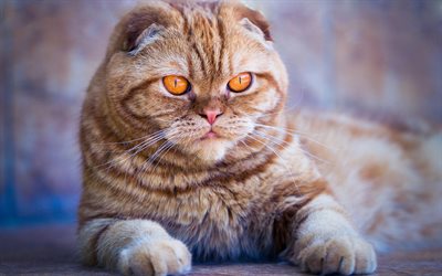 Scottish Fold, big golden eyes, big gray cat, cute animals, cats