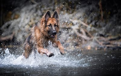 German Shepherd, river, running dog, puppy, cute animals, dogs, German Shepherd Dog