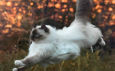 Siamese cat, white fluffy cat, cute animals, cats, autumn, running cat, evening, cat with blue eyes