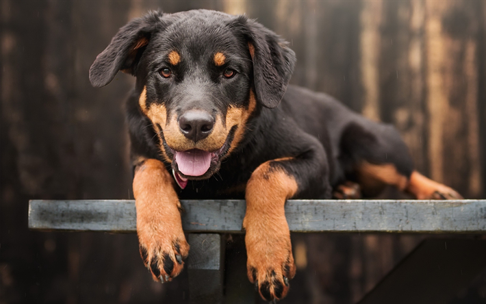 Rottweiler, bench, puppy, pets, small rottweiler, cani, cute animals, Cane