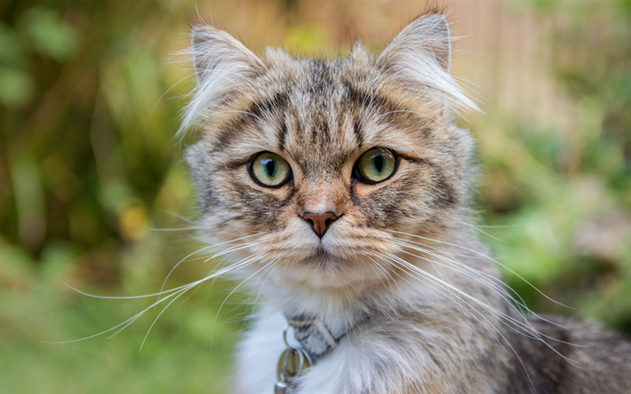 tabby cat, cute animals, cat with green eyes, pets, cats, portrait