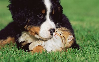 Berner Sennenhund, small puppy and kitten, cute animals, friends, pets, cat and dog, green grass, cats, dogs, Bernese Mountain Dog