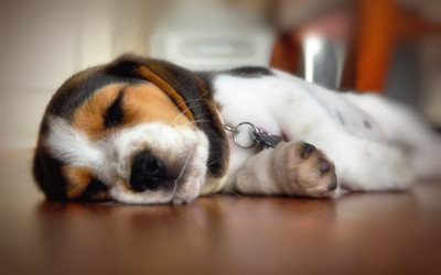 Peque&#241;o Beagle cachorro, lindo perro, dormir perros, mascotas, perros, bokeh, Beagle, animales divertidos, Perros de raza Beagle