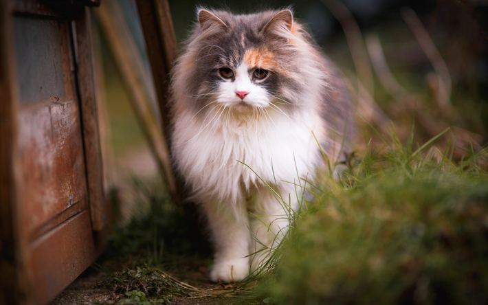 Ragdoll猫, 美しいふわふわの白い猫, ペット, かわいい動物たち, 国内猫, 緑の芝生, ブラー, 猫