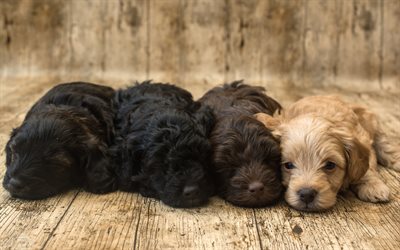 cute puppies, spaniels, cute little animals, pets, small dogs, black puppy, beige puppy, dogs, english cocker spaniel