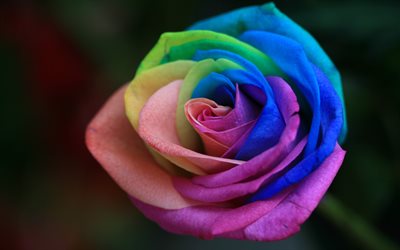 de colores rosas, close-up, ramo de flores, brotes, arco iris, desenfoque, flores de colores, rosas