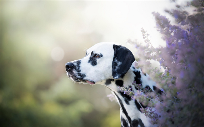 Dalmatian, cute white dog with black spots, pets, dogs, lavender, flower field