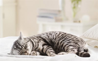 Gato British Shorthair, dormir gato, o gato dom&#233;stico, gato bonito, animais de estima&#231;&#227;o, gatos, animais fofos, British Shorthair, gato cinzento