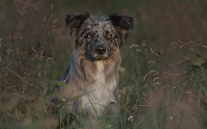 ボーダー Collie, 見犬, かわいい動物たち, 小型犬, 夜, 夕日, 犬の草, 犬