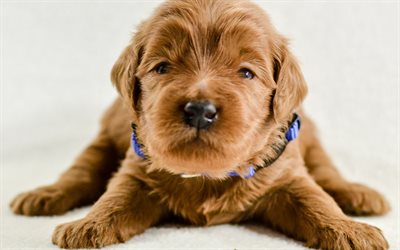 Goldendoodle, 子犬, かわいい犬, 小Goldendoodle, 描犬, ペット, 犬, Goldendoodle犬