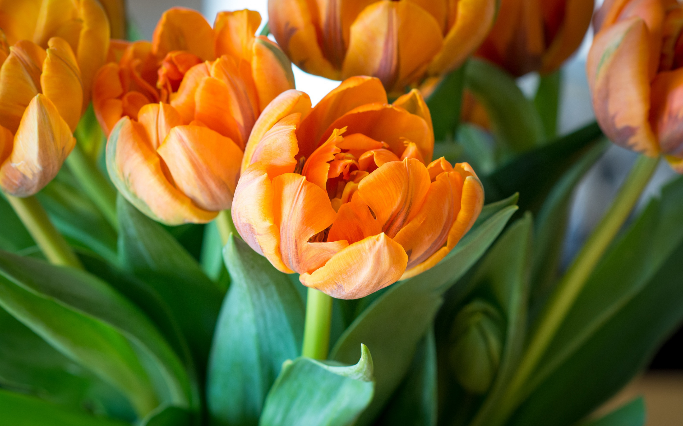 Descargar Fondos De Pantalla Tulipes Oranges Fleurs Sauvages Tulipes 