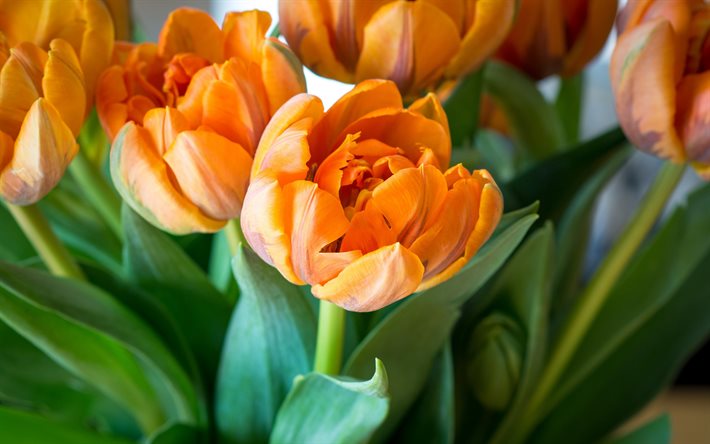 オレンジ色のチューリップ, 野花, アマナ属, オレンジ色の花, チューリップブーケ, オレンジ色のチューリップと背景