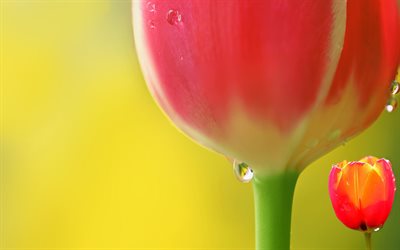 tulipas buts, macro, tulipas cor de rosa, flores da primavera, orvalho, bokeh, flores cor de rosa, gotas de água, lindas flores, tulipas