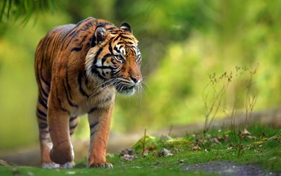 tiger, wildlife, predators, hunting