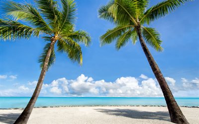 ocean, tropical island, palms, beach, sand, sea, waves, travel concepts