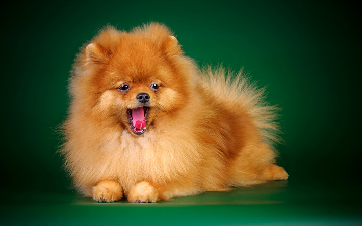 ginger pomeranian puppy