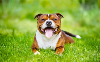 Staffordshire Bull Terrier, la hierba verde, peleas de perros, mascotas, perros