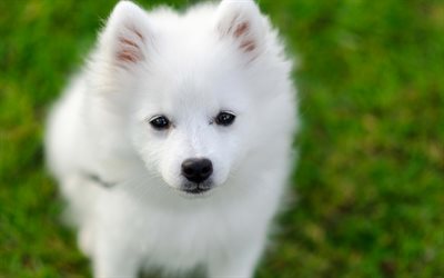 Samoyedo, 4k, cachorro Samoyedo Laika, perros, animales lindos