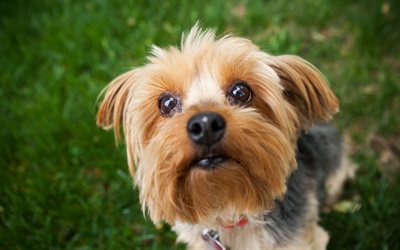 El Yorkshire Terrier, Mascotas, animales divertidos, perros, hierba verde, decorativos perro