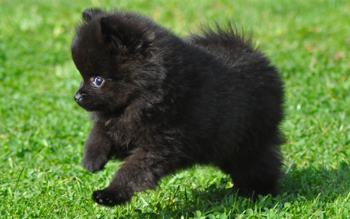 الأسود سبيتز, جرو, كلب صغير طويل الشعر الأسود, الجراء, الكلاب, كلب صغير طويل الشعر, الحيوانات لطيف, سبيتز