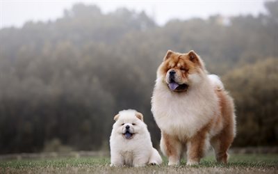 chow-chow, white fluffy puppy, mom and cub, cute animals, dogs, pets, family