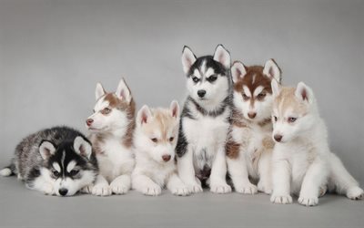 Husky, puppies, family, pets, cute animals, Siberian Husky, small Husky, dogs