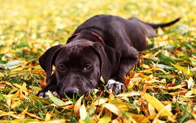 chocolate labrador, lawn, puppy, autumn, retriever, dogs, pets, cute dogs, labradors