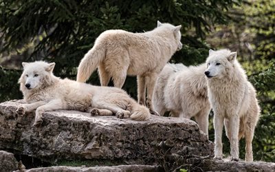 Alaskan tundra wolf, white wolves, wildlife, predator, wolf pack