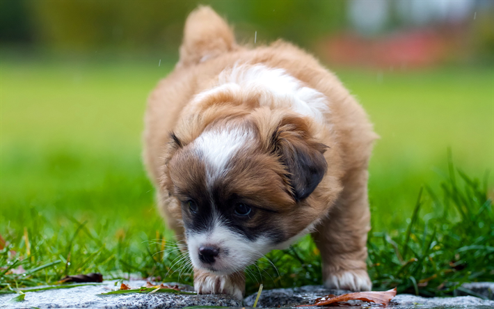 Finnish Lapphund, little brown puppy, green grass, pets, cute animals, dogs, suomenlapinkoira, Lapinkoira