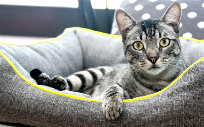 American shorthair cat, gray cute cat, pets, beautiful big eyes, cats