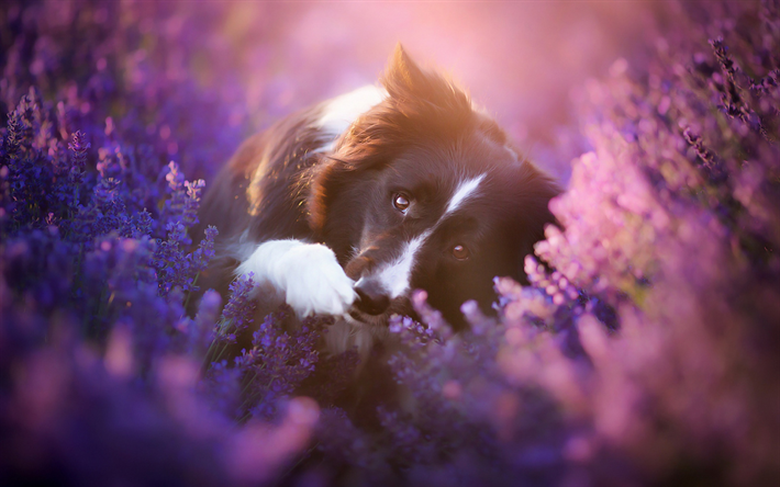 border collie, evening, sunset, cute black and white dog, pets, lavender, wild flowers, dogs