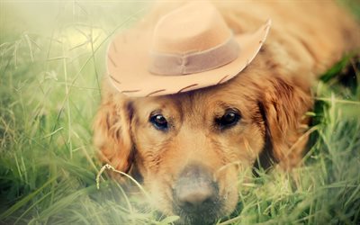 Golden Retriever, close-up, lawn, labrador, bokeh, dogs, sad dog, pets, cute dogs, Golden Retriever Dog