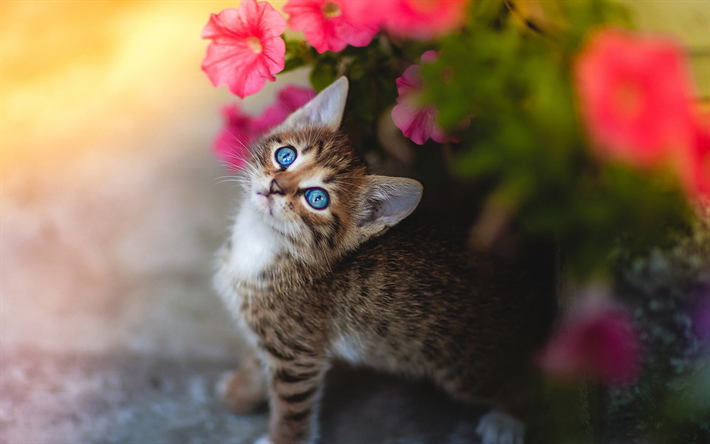 gray kitten, blue eyes, pets, cute little animals, cats, flowers
