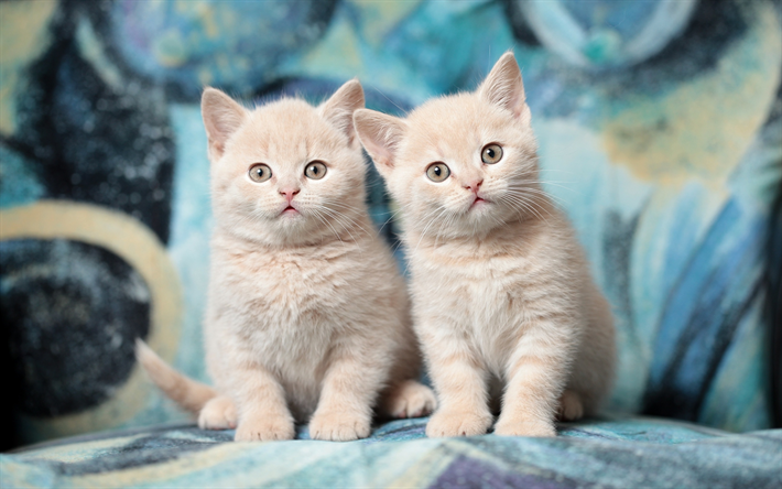 Download Wallpapers British Shorthair Kittens Ginger Cat