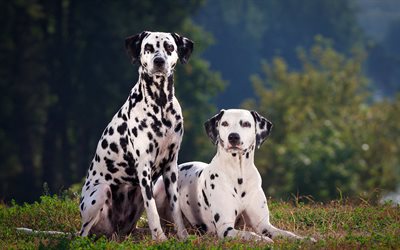 Dalmatian Dogs, lawn, domestic dog, cute animals, Dalmatian, pets, dogs