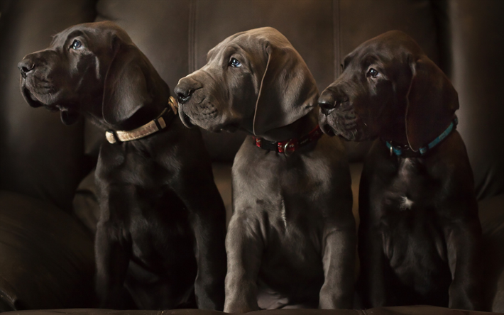 perros perdigueros, negro cachorros labradores, peque&#241;os perros lindos, mascotas, cachorros, perros
