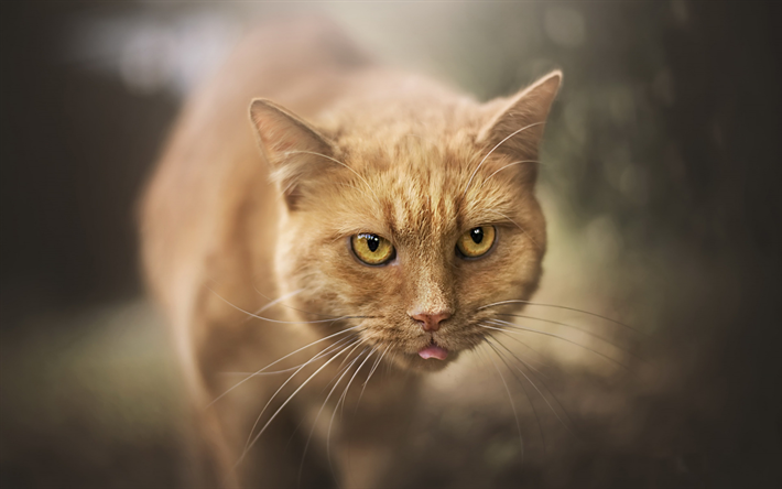 ginger cat, cabelo curto, grande gato, floresta, desfoque, animais de estima&#231;&#227;o, gatos