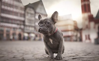 small gray french bulldog, puppy, pets, street, small dogs, puppies, bulldog