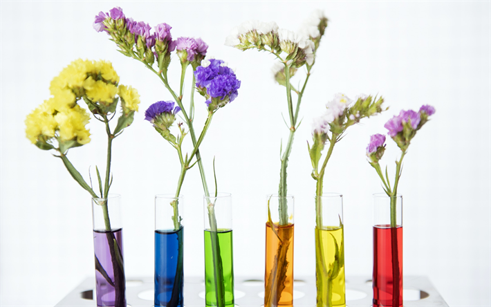 vasos com flores, colorido cris&#226;ntemos, lindas flores, vasos de vidro