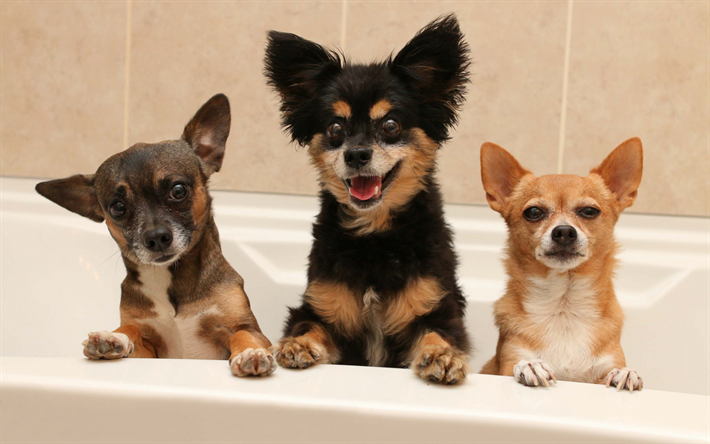 Chihuahua, three different colors, cute little dogs, bathroom, decorative dog breeds