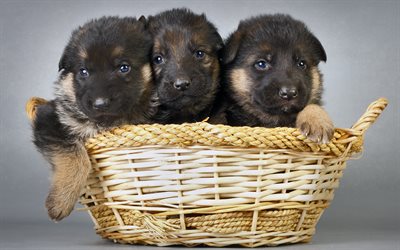 Black puppies, German Shepherd Dog, small dogs, puppies in the basket, dogs