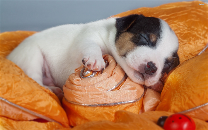 Beagle, almohada, lindo perro, cachorro, mascotas, perros, dormir perro, animales divertidos, Perros de raza Beagle