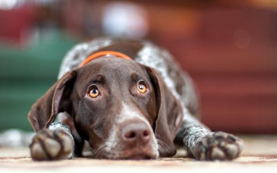 German Shorthaired Pointer, close-up, pets, dogs, cute animals, German Shorthaired Pointer Dog