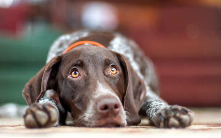 ダウンロード画像 ドイツshorthairedポインタ 近 ペット 犬 かわいい動物たち ドイツshorthairedポインタ犬 フリー のピクチャを無料デスクトップの壁紙