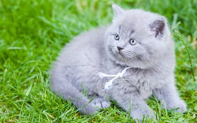 British Shorthair, lawn, gray cat, domestic cat, kitten, pets, cats, cute animals, British Shorthair Cat