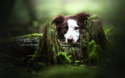 Border collie, forest, stone, sweet brown dog, pets, cute animals, dogs