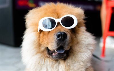Chow Chow, sunglasses, close-up, furry dog, pets, brown Chow Chow, green grass, Songshi Quan, dogs, Chow Chow Dog