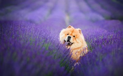 chow chow, brown fluffy dog, lavender, flower field, cute fluffy dogs, pets, dogs